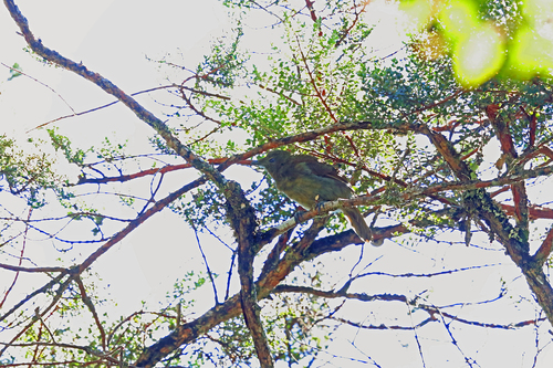 Loria's Satinbird (Cnemophilus loriae), photo 5