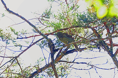 Loria's Satinbird photo 2