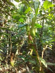 Nepenthes gracilis
