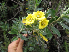 Columellia oblonga