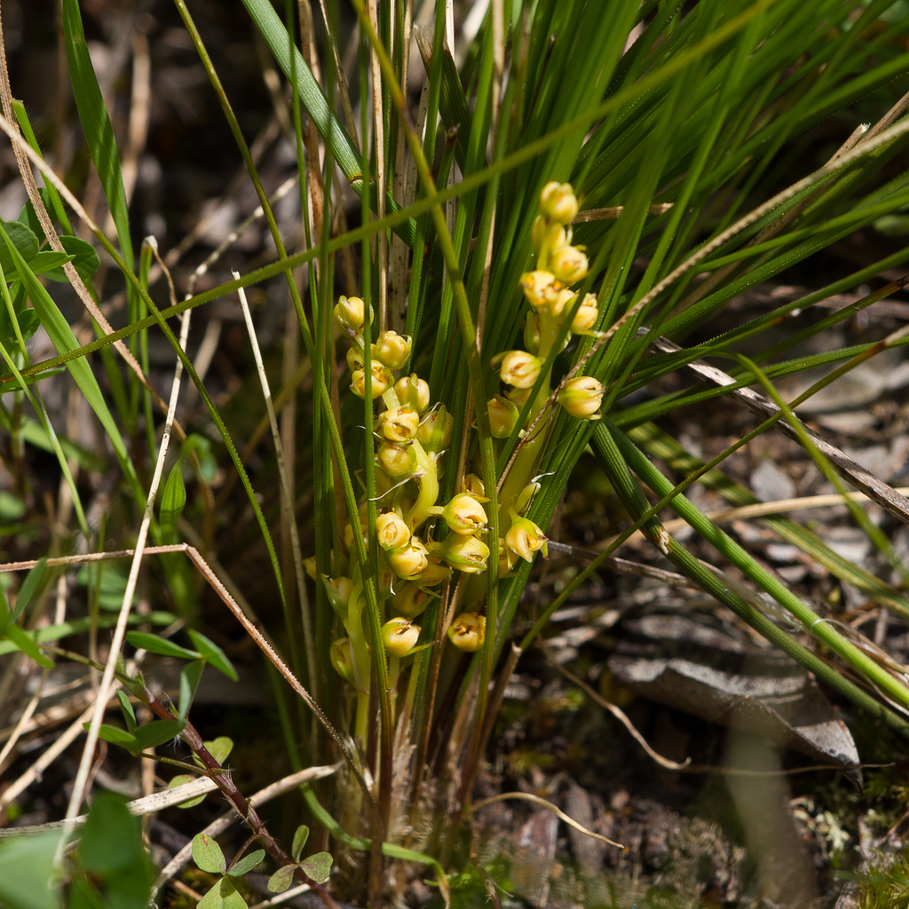 Lomandra fibrata