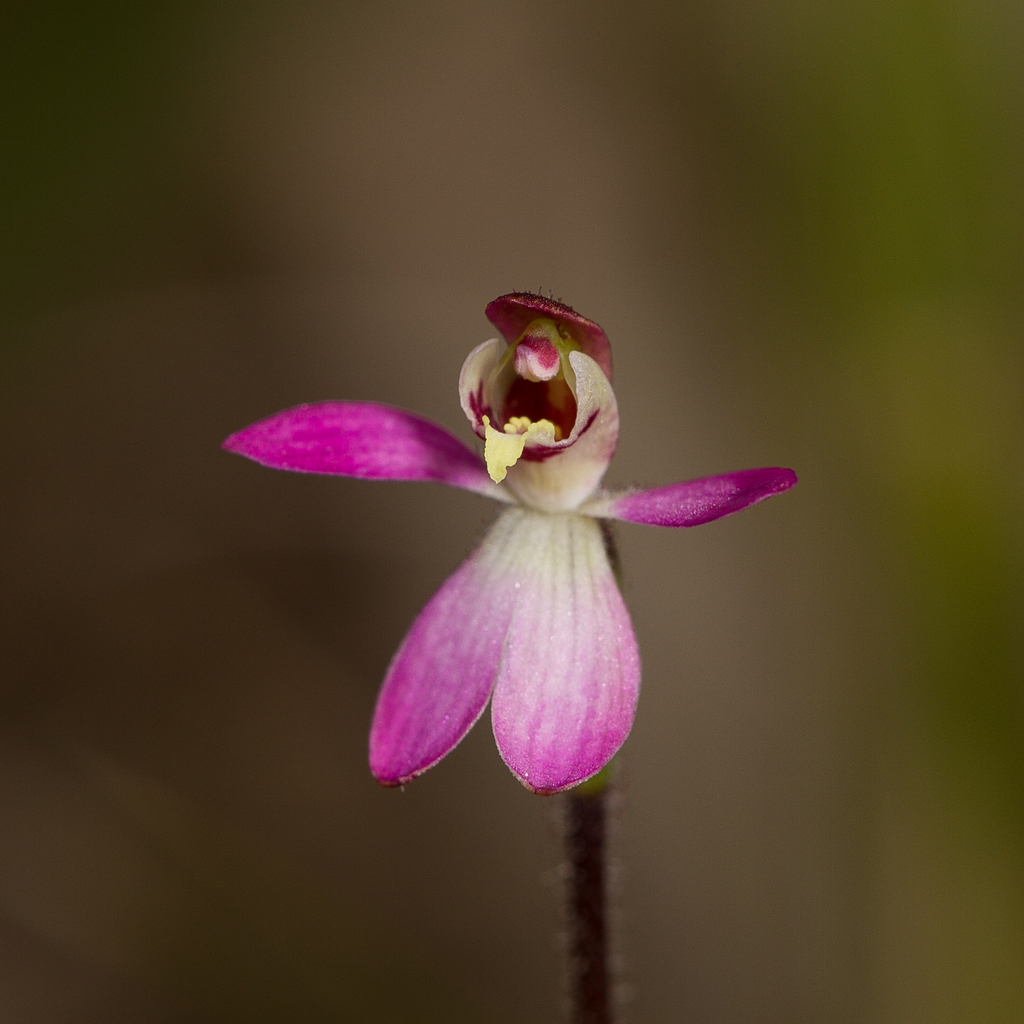 Caladenia pusilla