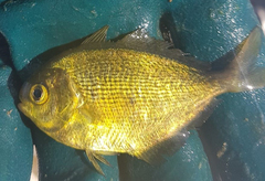 Psenes cyanophrys