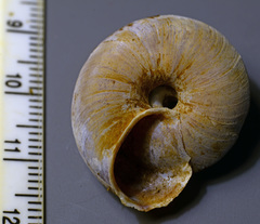 Monadenia yosemitensis