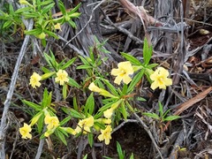 Diplacus longiflorus