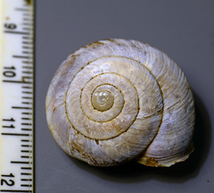 Monadenia yosemitensis