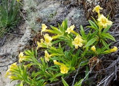 Diplacus longiflorus