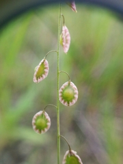 Thysanocarpus curvipes