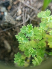 Alchemilla occidentalis