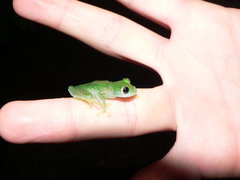 Teratohyla pulverata