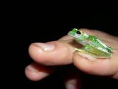 Teratohyla pulverata