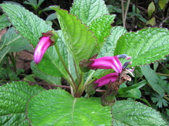 Centropogon aequatorialis