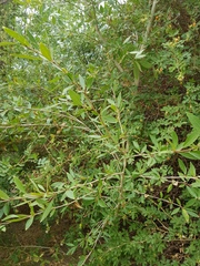 Urgamal Magsar, CC BY, iNaturalist via GBIF Populus laurifolia, photograph Urgamal Magsar, CC BY, iNaturalist via GBIF