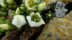 Gentianella saxosa