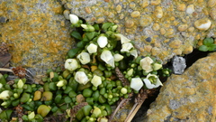 Gentianella saxosa