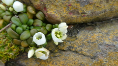 Gentianella saxosa