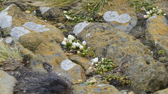 Gentianella saxosa