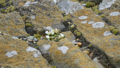 Gentianella saxosa