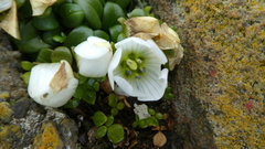 Gentianella saxosa