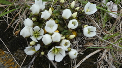 Gentianella saxosa