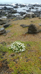 Gentianella saxosa