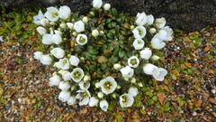 Gentianella saxosa