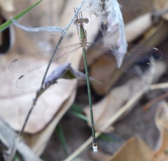 Lestes elatus