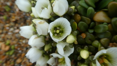 Gentianella saxosa