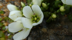Gentianella saxosa