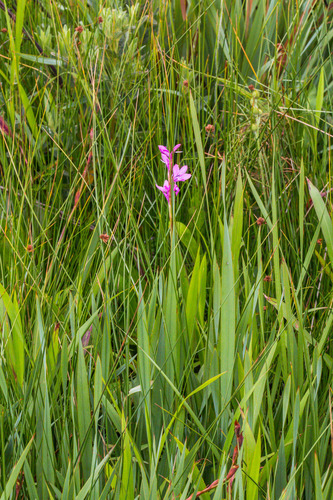 Pondo Watsonia (Watsonia pondoensis)