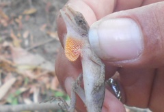 Anolis gaigei