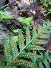 Polypodium glycyrrhiza