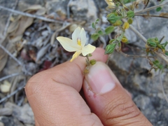 Carlowrightia