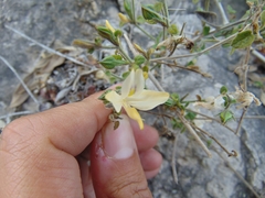 Carlowrightia