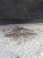 Arcobara multilineata