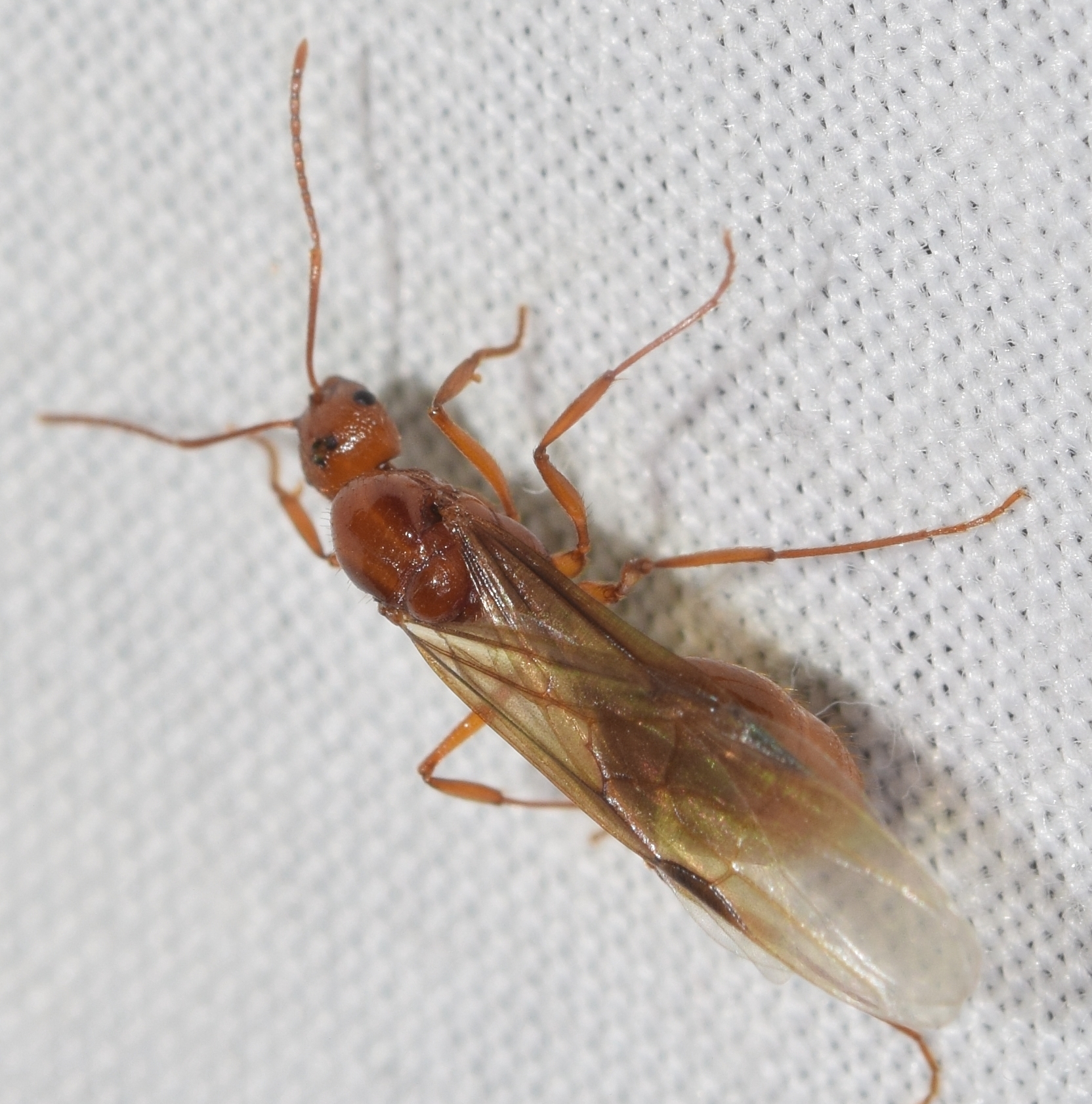 Aphaenogaster cardenai