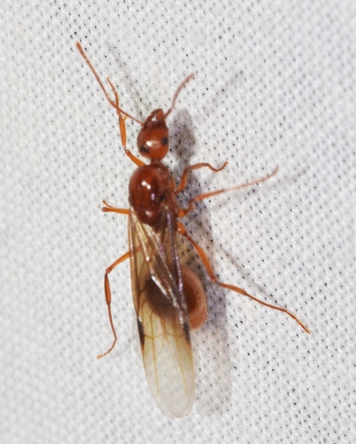 Aphaenogaster cardenaiAphaenogaster cardenai