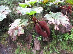 Gunnera brephogea