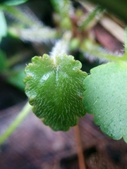 Veronica californica
