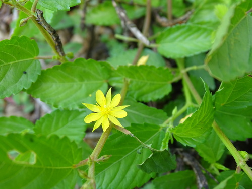 Image of Corchorus siliquosus by (c) Alexis López Hernández, some rights reserved (CC BY)