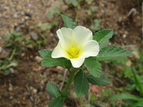 Turnera velutina, photograph 6