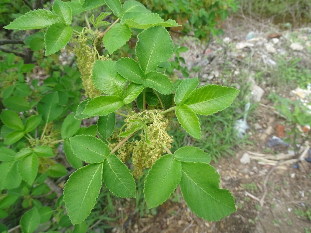 Amphipterygium simplicifolium