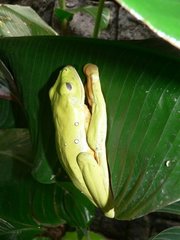 Agalychnis spurrelli