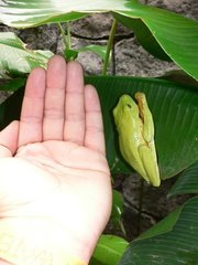 Agalychnis spurrelli