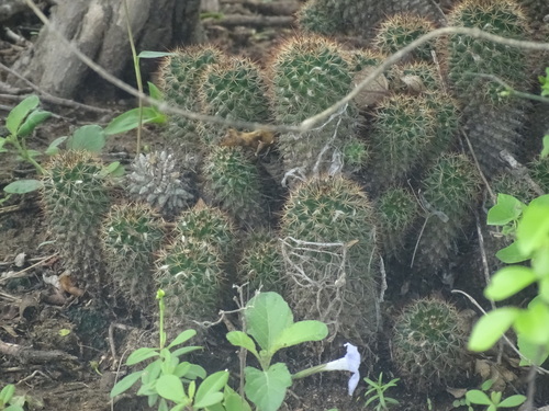 Image of Mammillaria voburnensis by (c) Alexis López Hernández, some rights reserved (CC BY)