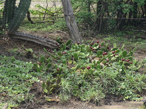 Image of Opuntia decumbens by (c) Alexis López Hernández, some rights reserved (CC BY)