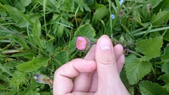 Erigeron caucasicus