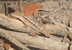 Anolis gaigei