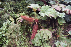 Gunnera brephogea