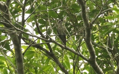 Chrysococcyx minutillus